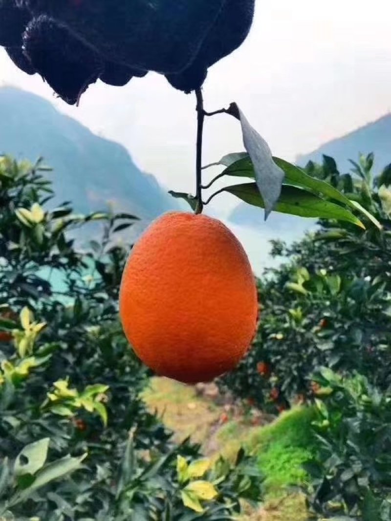 橙子
