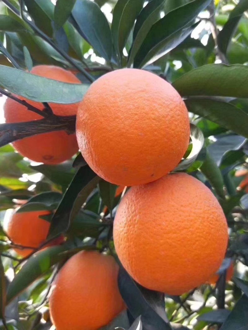橙子