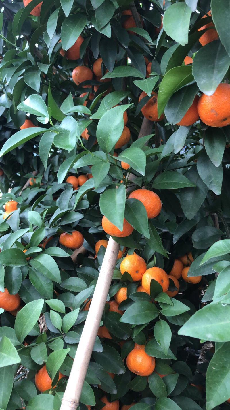 沙糖桔