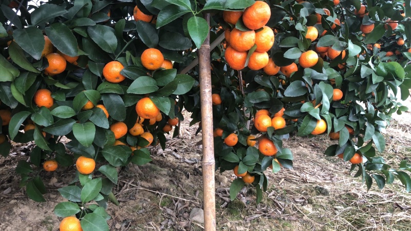 沙糖桔