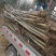核桃树1-6公分核桃树工程苗果树苗占地苗规格齐全