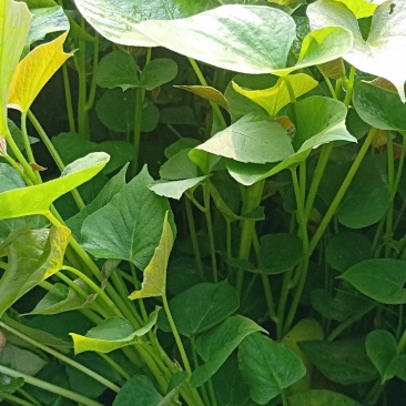 红薯苗（小香薯脱毒苗红皮黄心长势旺，心香脱毒苗）