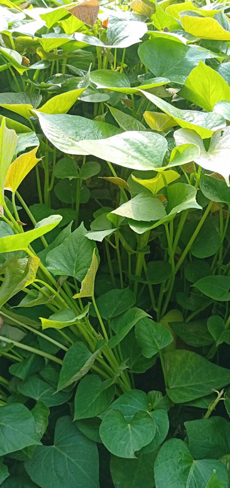红薯苗（小香薯脱毒苗红皮黄心长势旺，心香脱毒苗）