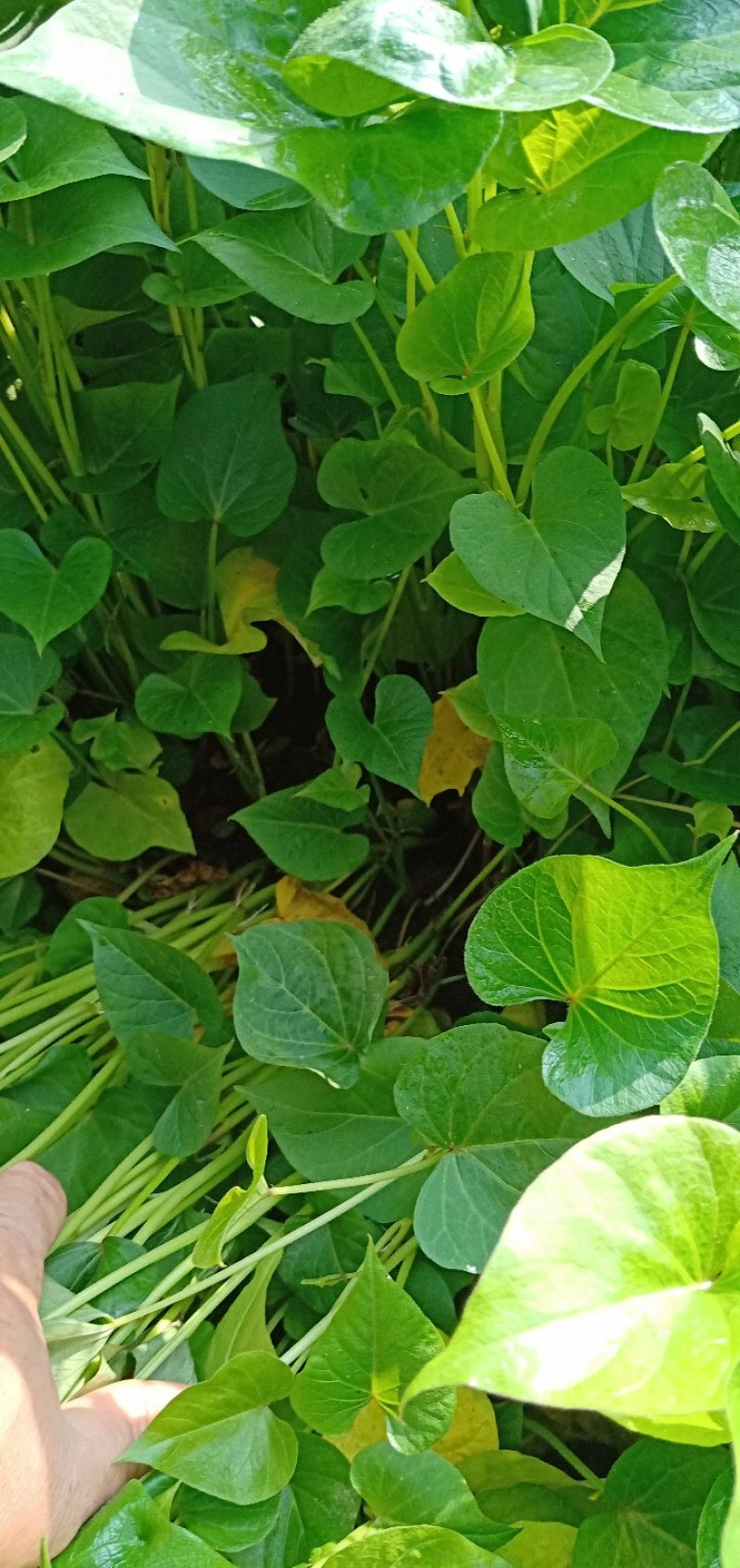 红薯苗（小香薯脱毒苗红皮黄心长势旺，心香脱毒苗）