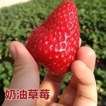 四季奶油草莓苗【速生生长速度结果快】南方北方都可以种植