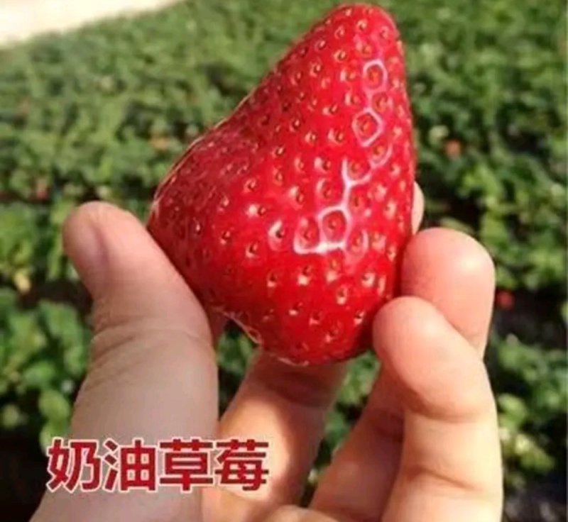 四季奶油草莓苗【速生生长速度结果快】南方北方都可以种植