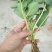 四季奶油草莓苗【速生生长速度结果快】南方北方都可以种植