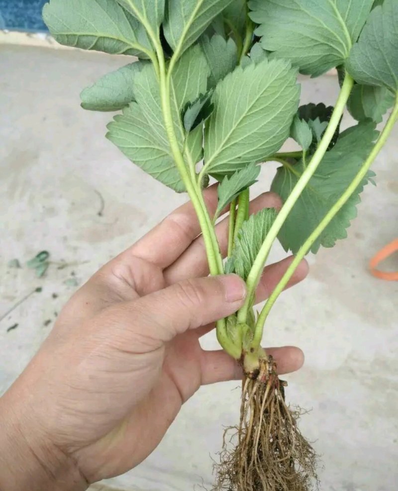 四季奶油草莓苗【速生生长速度结果快】南方北方都可以种植