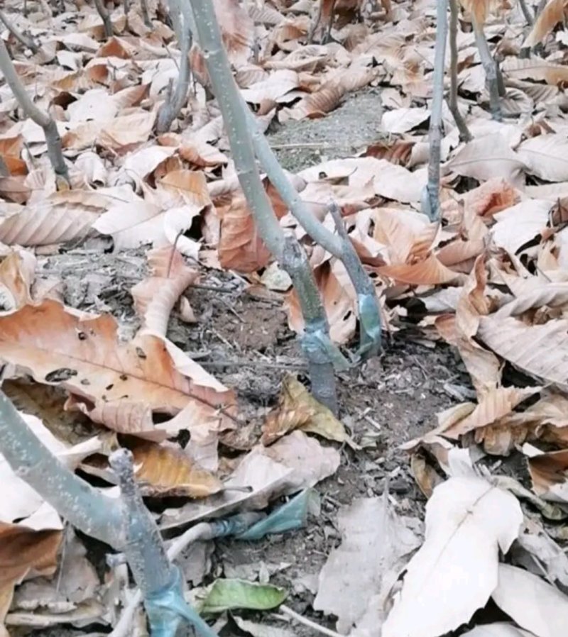 大红袍板栗苗【速生生长速度结果快】南方北方都可以栽