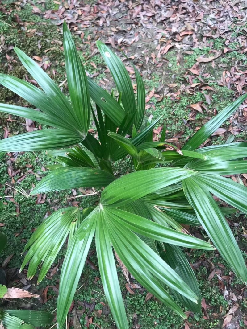蒲葵，扇叶葵，蒲葵基地，四川蒲葵价格，成都蒲葵批发