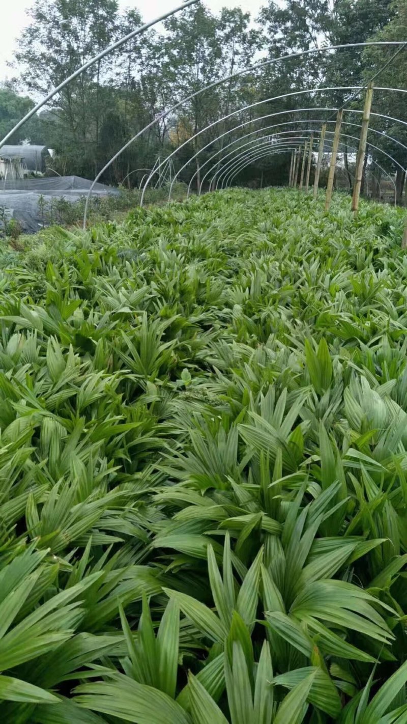 蒲葵，扇叶葵，蒲葵基地，四川蒲葵价格，成都蒲葵批发