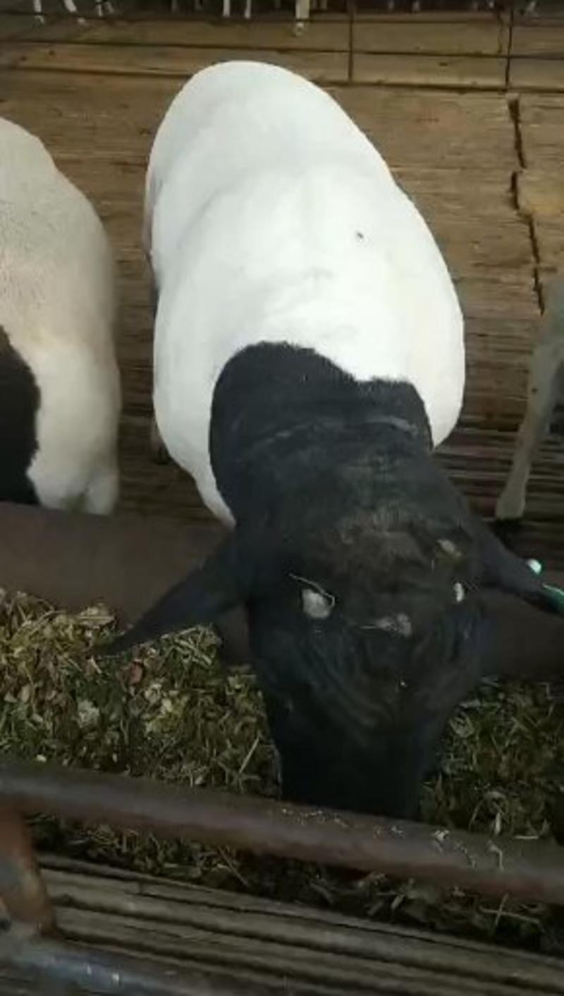 黑头杜泊活羊公母均有多胎多产包邮视频选羊支持线上交易
