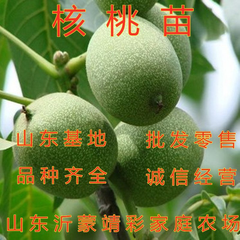 核桃苗南北方种植核桃苗嫁接核桃苗薄皮核桃苗