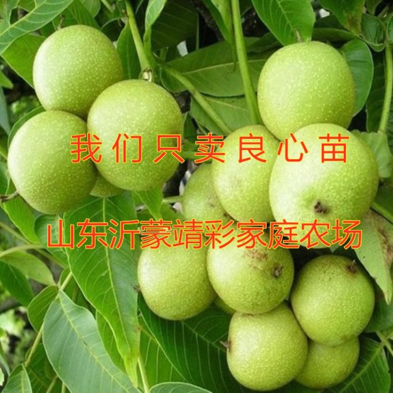 核桃苗南北方种植核桃苗嫁接核桃苗薄皮核桃苗