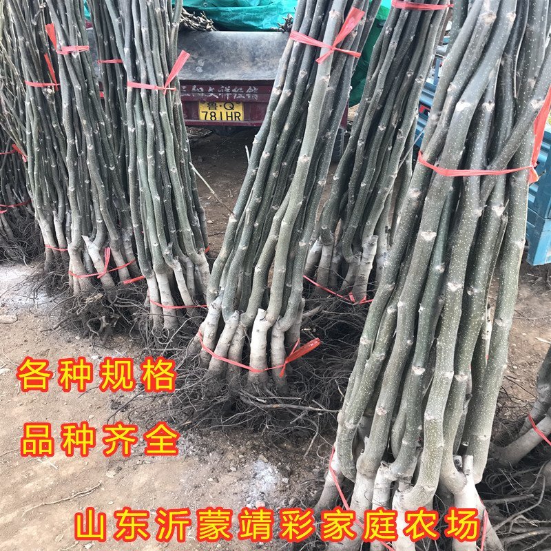 核桃苗南北方种植核桃苗嫁接核桃苗薄皮核桃苗