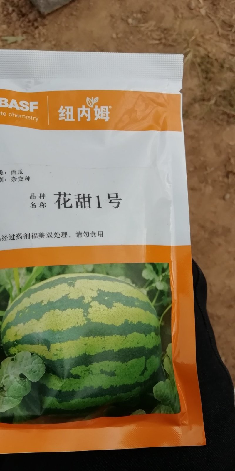 绿宝西瓜苗一件代发指导技术