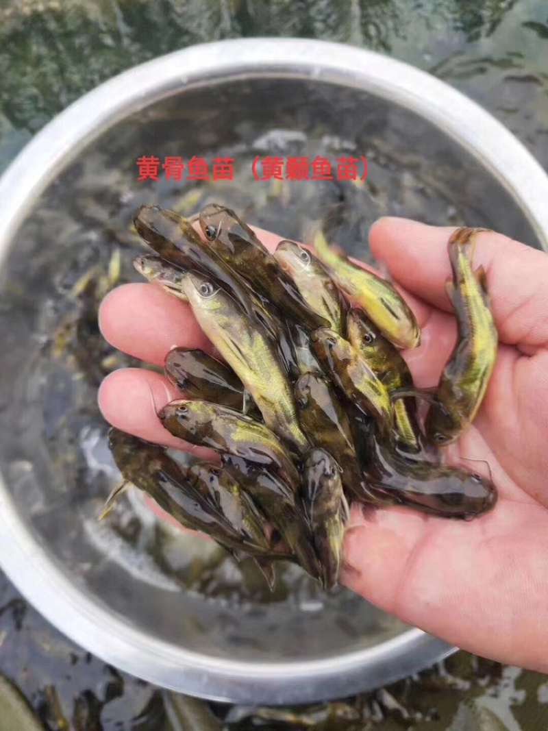 黄骨鱼苗小规格公分苗