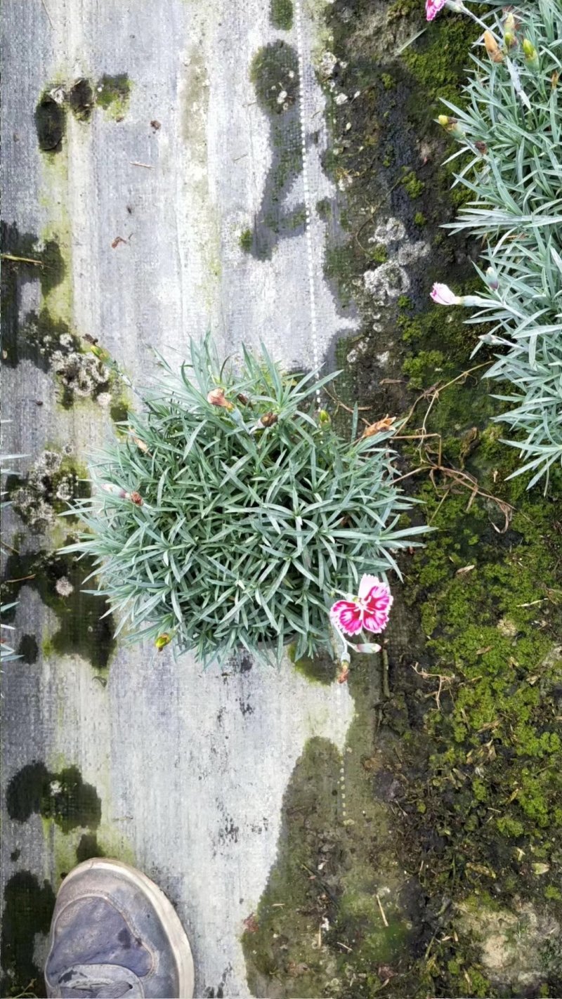 彩虹石竹，耐冻石竹，石竹基地，四川石竹价格，成都石竹批发