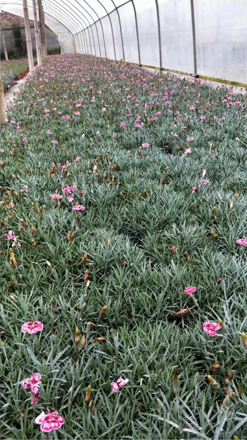 彩虹石竹，耐冻石竹，石竹基地，四川石竹价格，成都石竹批发