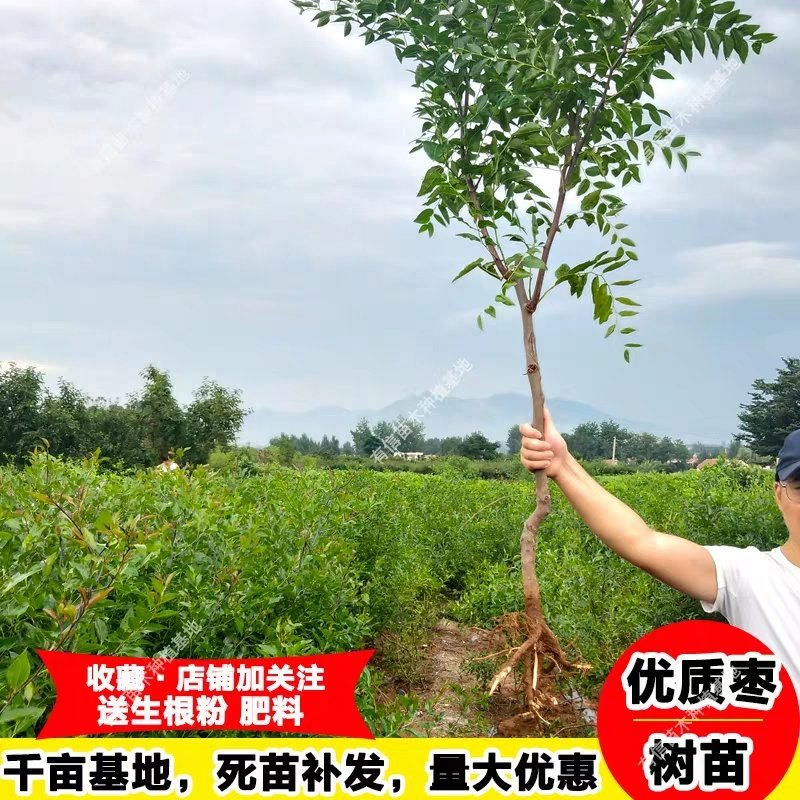 冰糖脆枣，沾化冬枣树苗，当年结果，全国包邮。