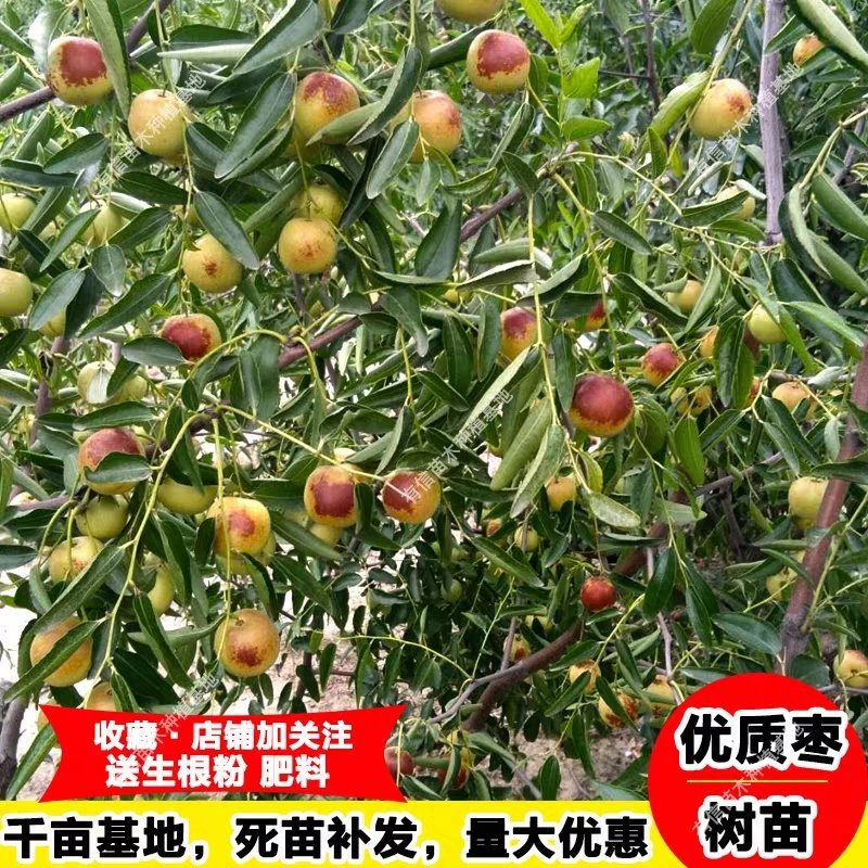 冰糖脆枣，沾化冬枣树苗，当年结果，全国包邮。