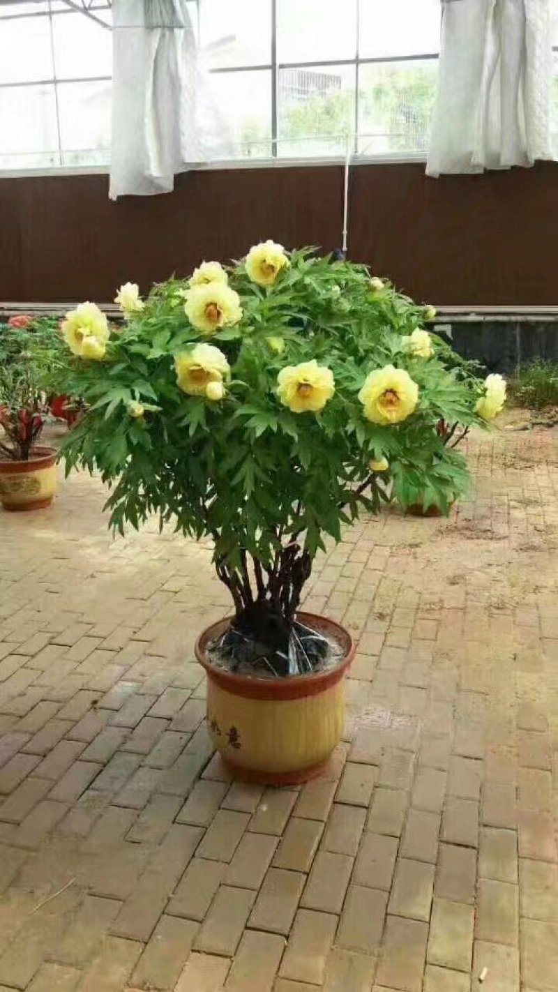 春节牡丹催花牡丹盆栽牡丹春节开花观赏牡丹