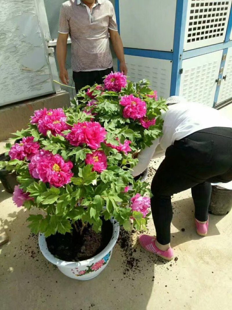 春节牡丹催花牡丹盆栽牡丹春节开花观赏牡丹