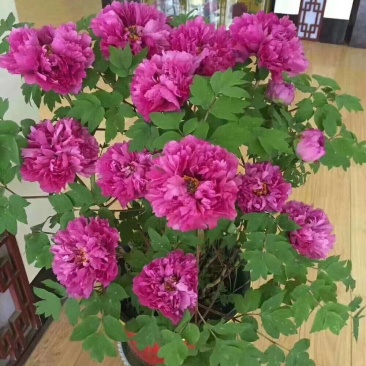 春节牡丹催花牡丹盆栽牡丹春节开花观赏牡丹