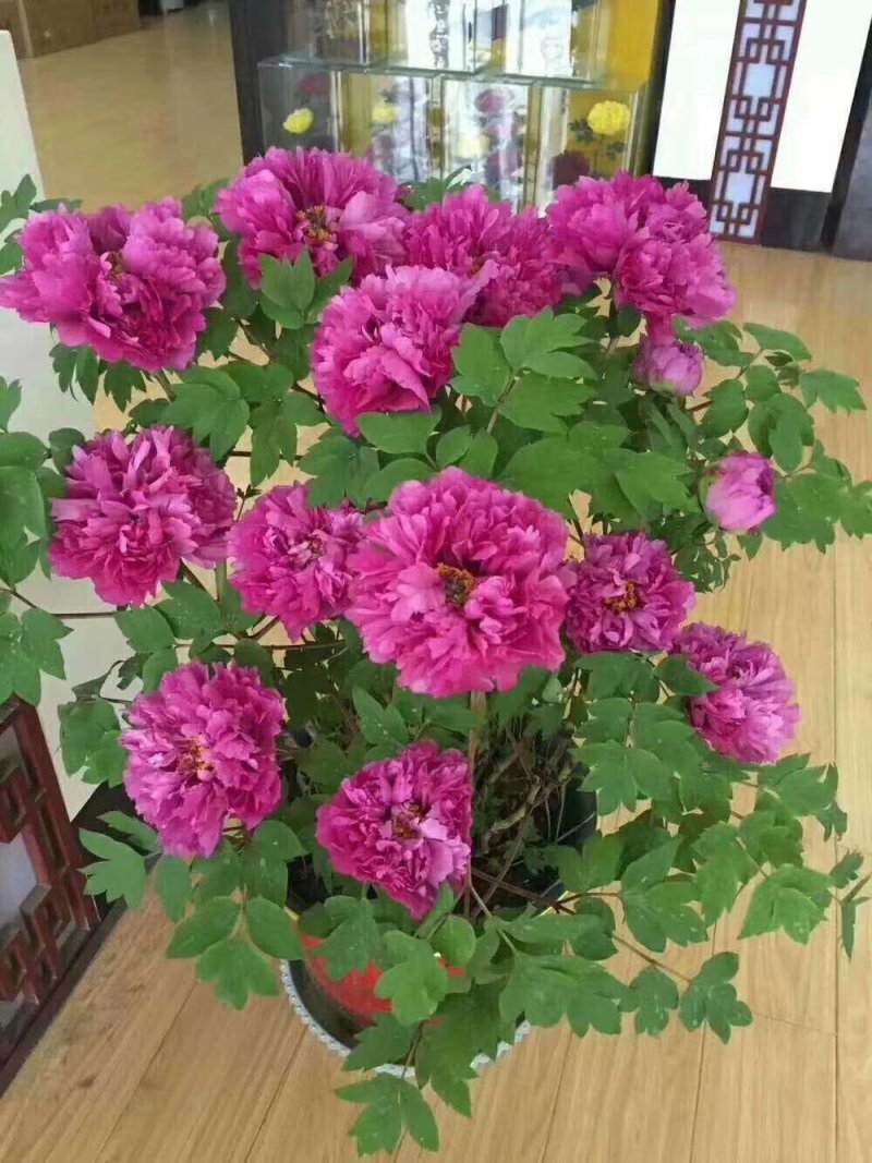 春节牡丹催花牡丹盆栽牡丹春节开花观赏牡丹