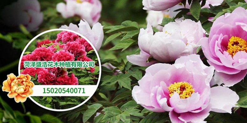 春节牡丹催花牡丹盆栽牡丹春节开花观赏牡丹