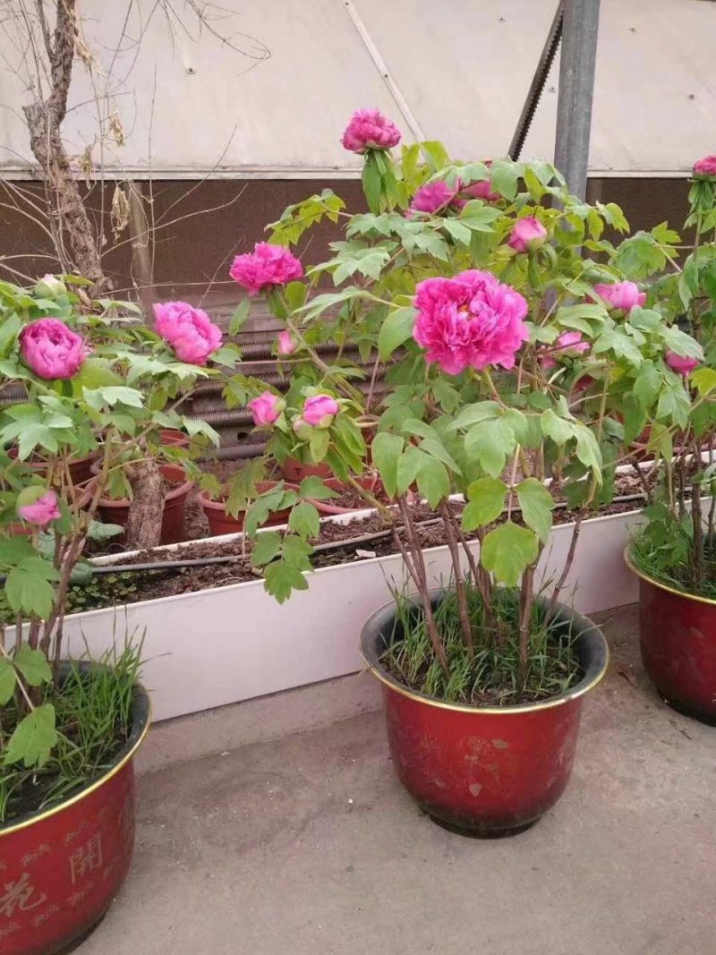 春节牡丹催花牡丹盆栽牡丹春节开花观赏牡丹