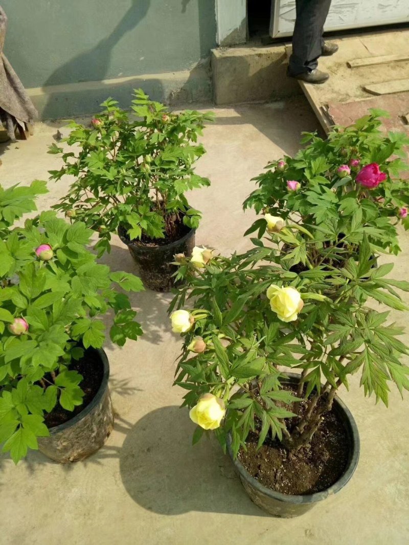 春节牡丹催花牡丹盆栽牡丹春节开花观赏牡丹