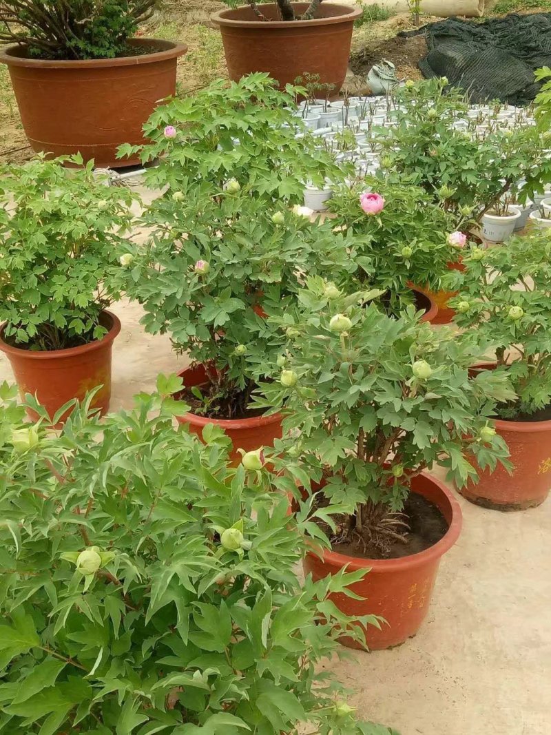 春节牡丹催花牡丹盆栽牡丹春节开花观赏牡丹
