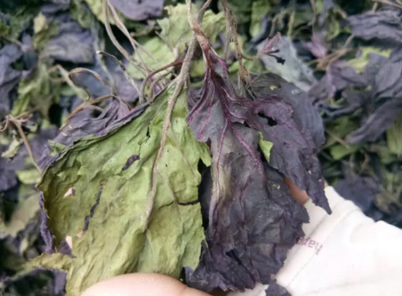 精品紫苏叶价格优惠便宜