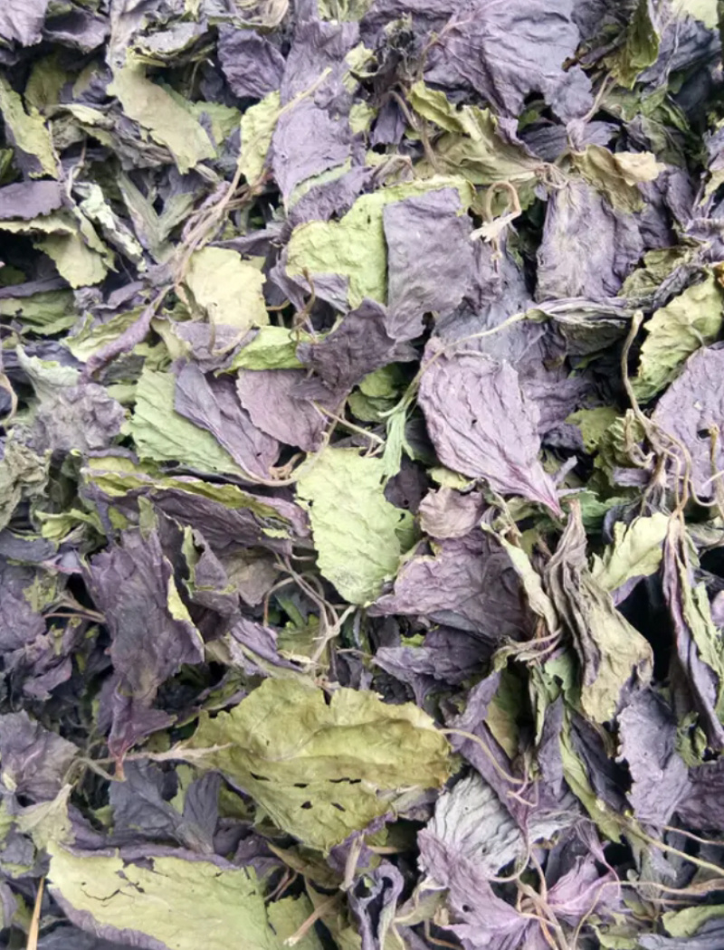 精品紫苏叶价格优惠便宜