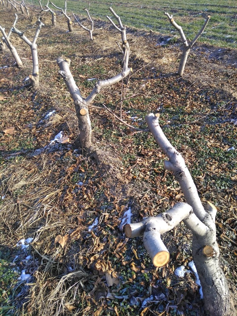 山东精选占地桃树桃树苗基地直发可视频看货