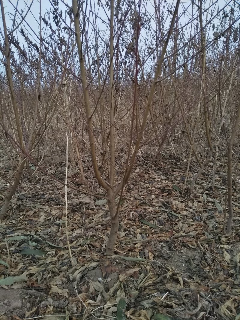 山东精选占地桃树桃树苗基地直发可视频看货