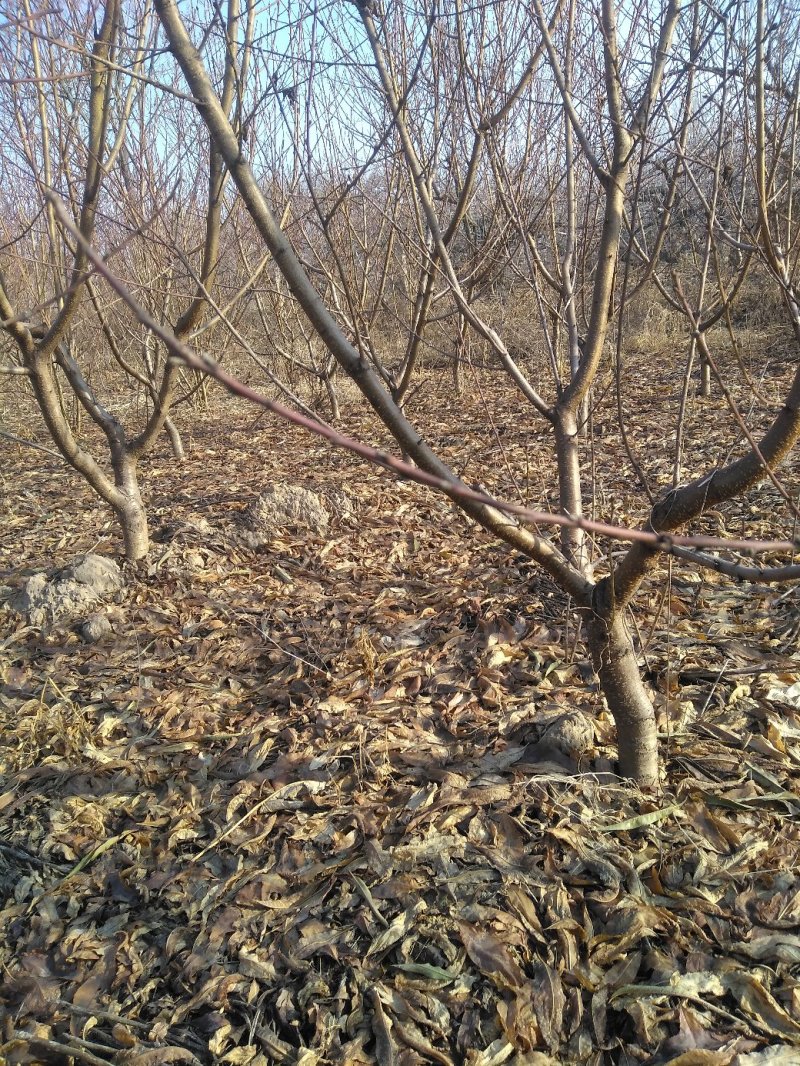 山东精选占地桃树桃树苗基地直发可视频看货