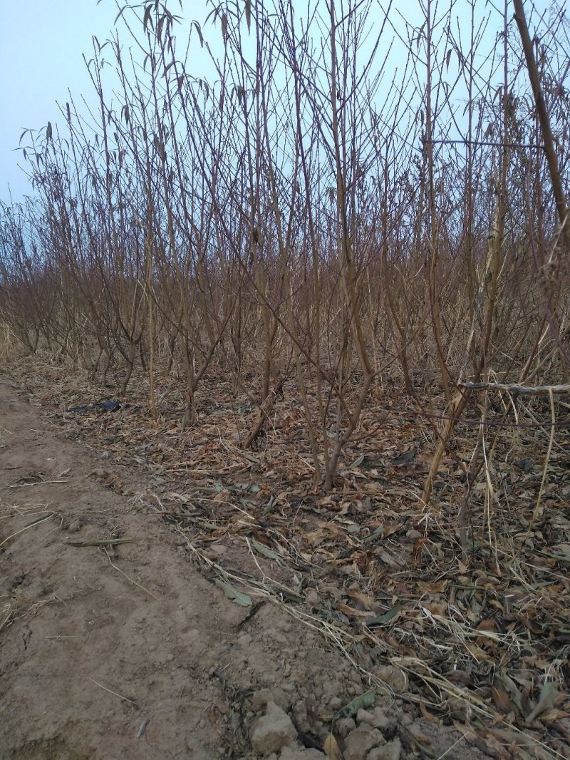 山东精选占地桃树桃树苗基地直发可视频看货