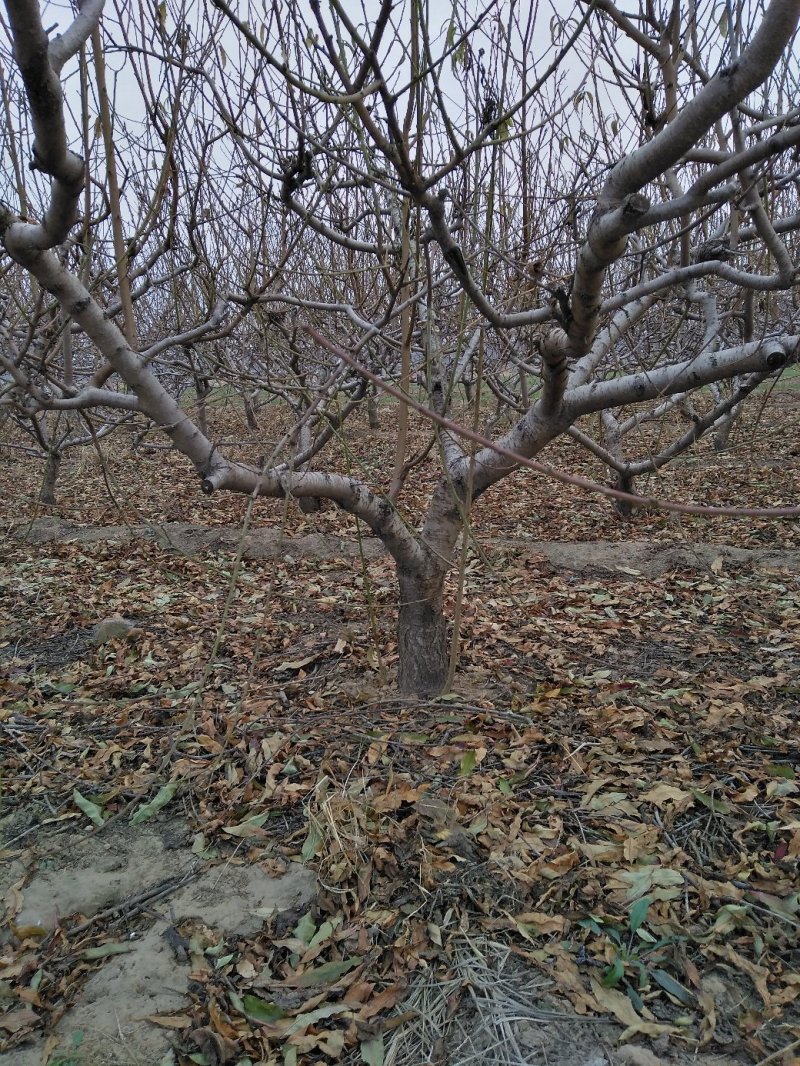 山东精选占地桃树桃树苗基地直发可视频看货