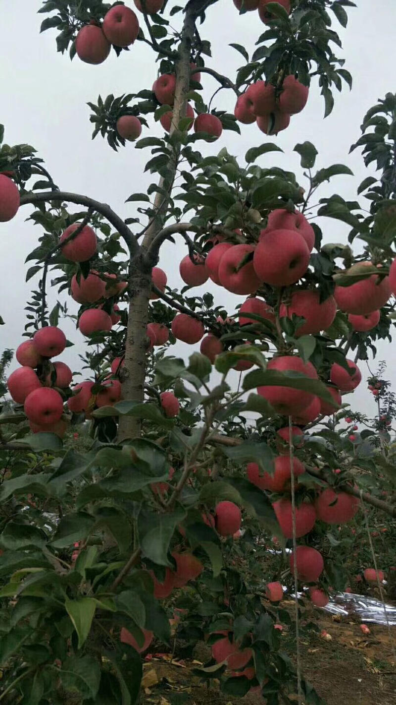 寒富苹果苗耐寒矮化二刀寒富苹果树苗品种纯