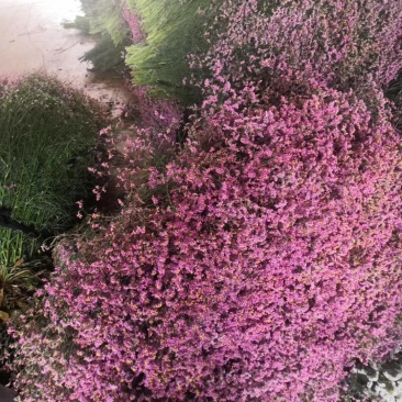 干花勿忘我水晶草情人草的完美结合