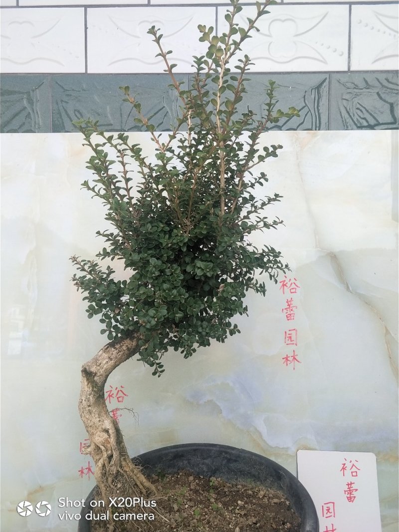 安徽珍珠黄杨大别山潜山正宗珍珠黄杨