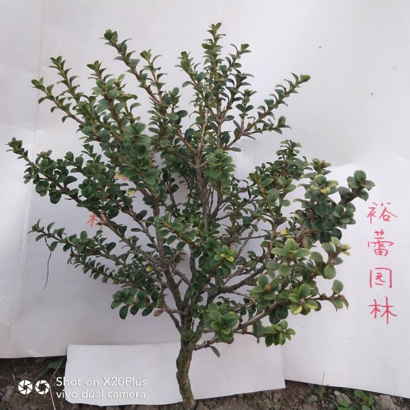 安徽珍珠黄杨大别山潜山正宗珍珠黄杨