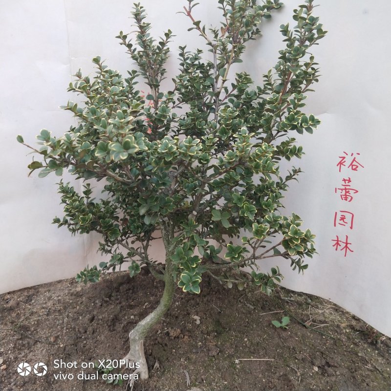 安徽珍珠黄杨大别山潜山正宗珍珠黄杨