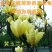 地栽紫玉兰花苗玉兰花苗嫁接玉兰苗南北方种植