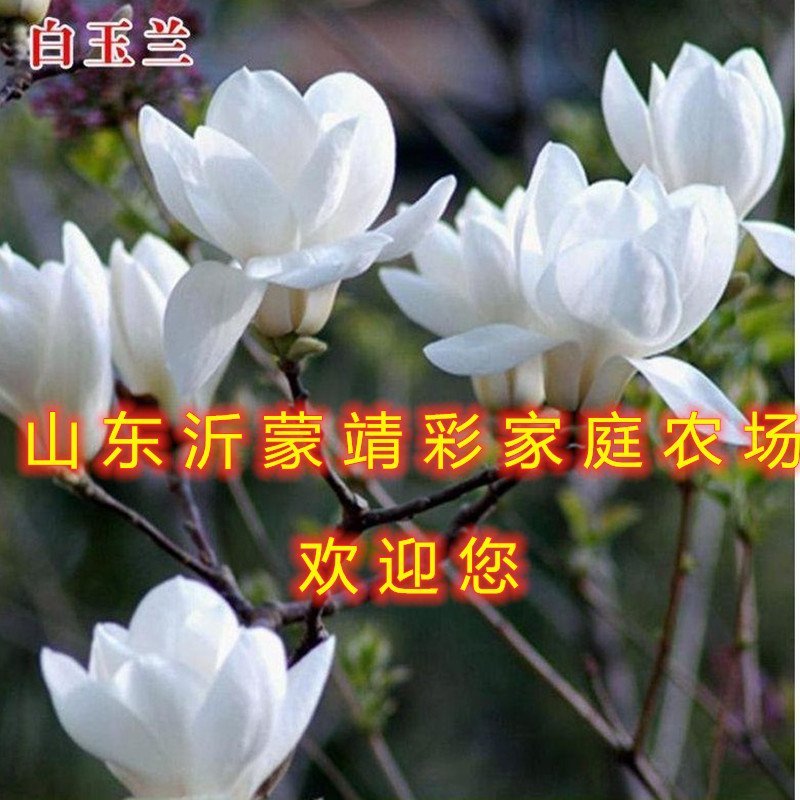 地栽紫玉兰花苗玉兰花苗嫁接玉兰苗南北方种植