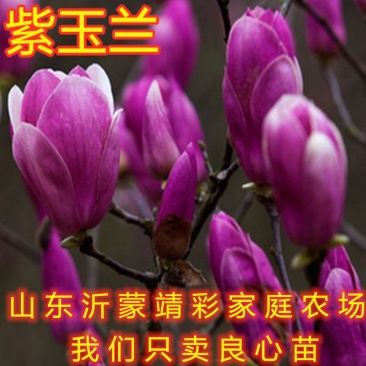 地栽紫玉兰花苗玉兰花苗嫁接玉兰苗南北方种植