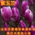 地栽紫玉兰花苗玉兰花苗嫁接玉兰苗南北方种植