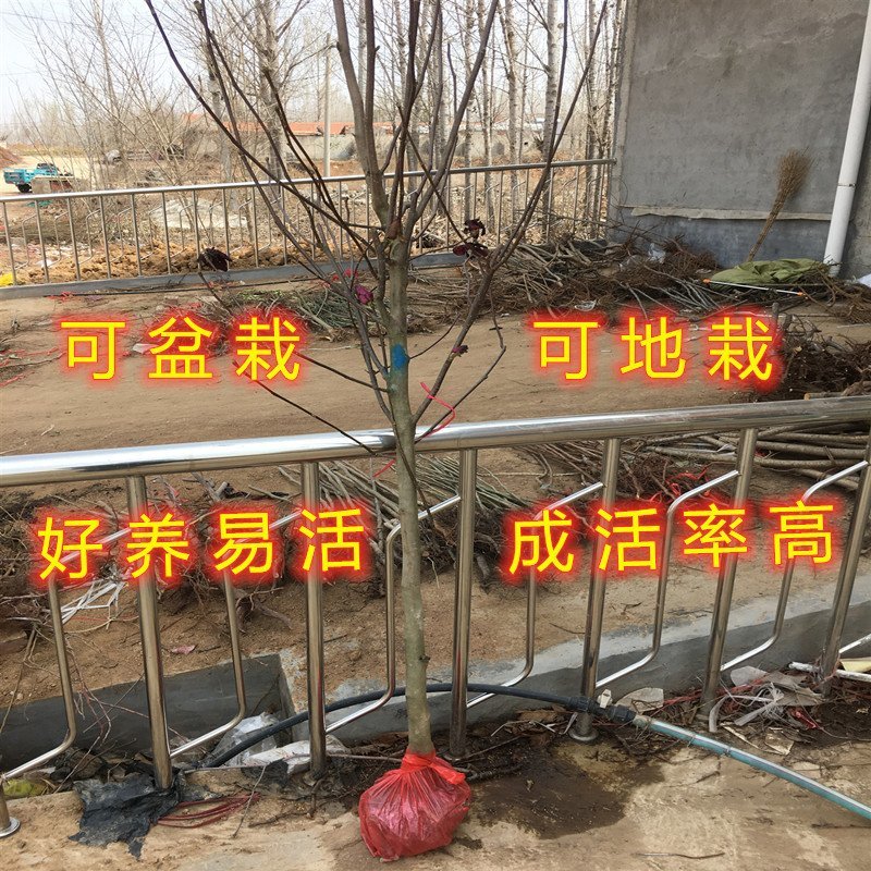 地栽紫玉兰花苗玉兰花苗嫁接玉兰苗南北方种植